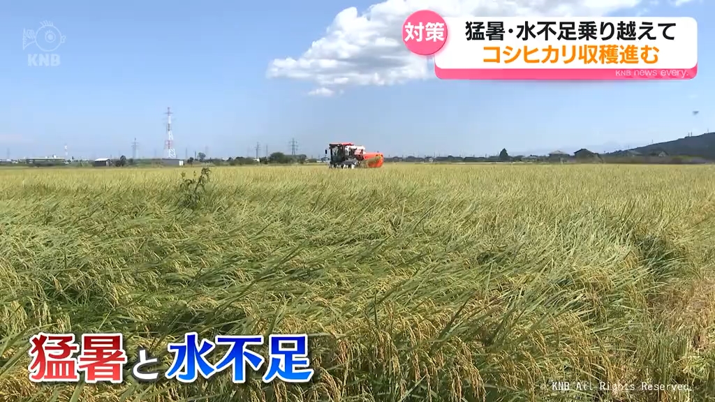 主力品種コシヒカリ 収穫の時期 記録的な猛暑の富山（2025年9月2日掲載
