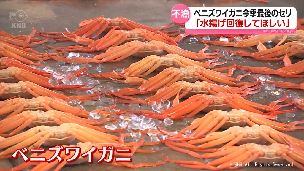 地震の影響か記録的不漁 ベニズワイガニ シーズン最後の昼セリ