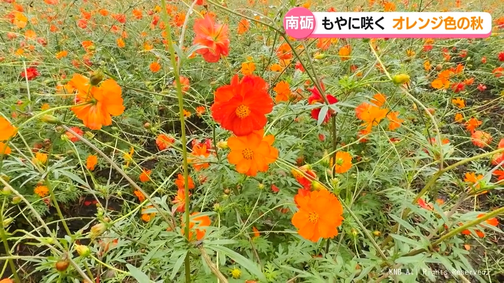 もやに咲くオレンジ色の秋　南砺市のイオックス・アローザでキバナコスモス見頃