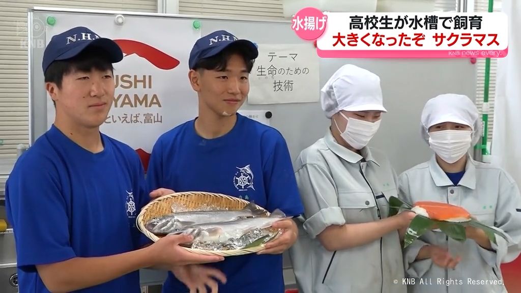 滑川高校海洋科　育ったぞ　サクラマス