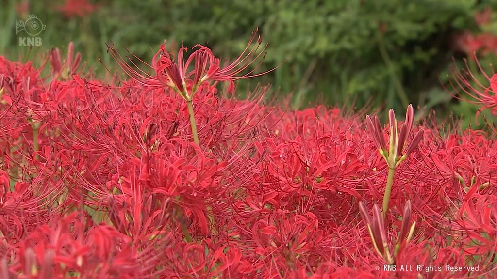 ヒガンバナ　鮮やかに赤く　富山市の公園で　