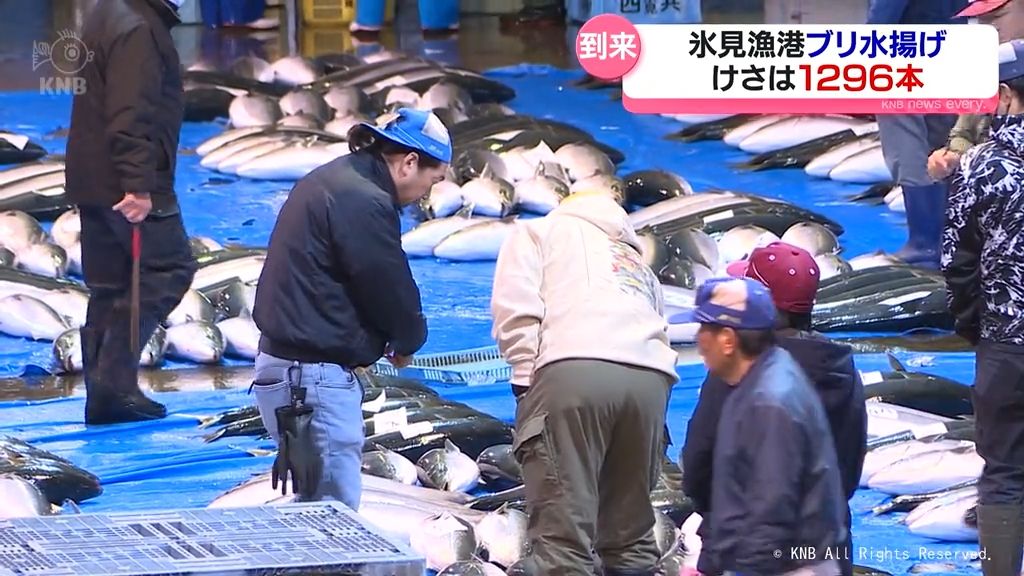 富山の冬の味覚ブリ