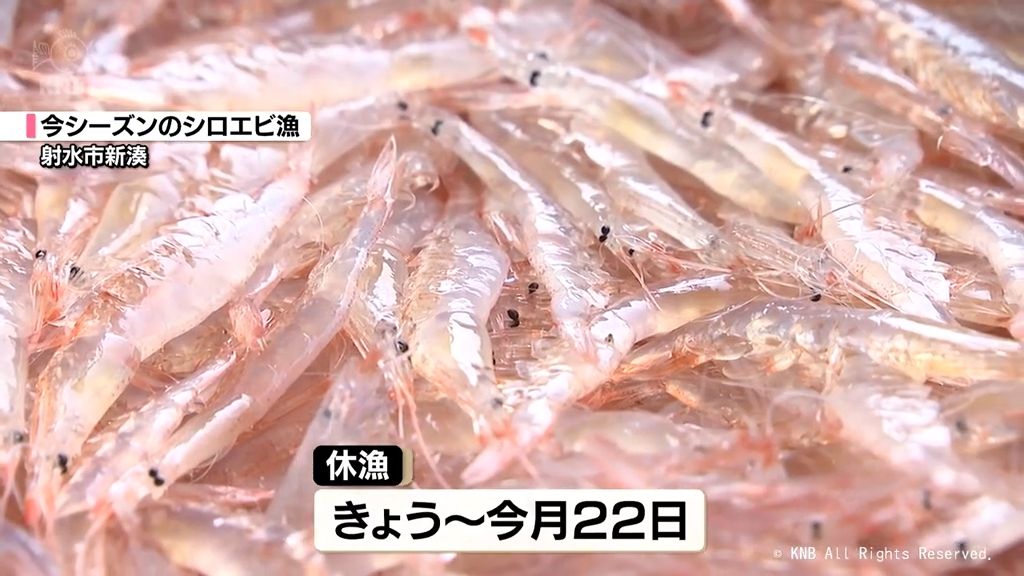 射水市新湊沖のシロエビ漁　きょうから３回目の休漁