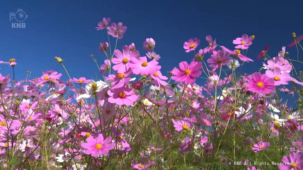 100万本のコスモス 秋風に揺れる 砺波市夢の平スキー場（2025年10月9日