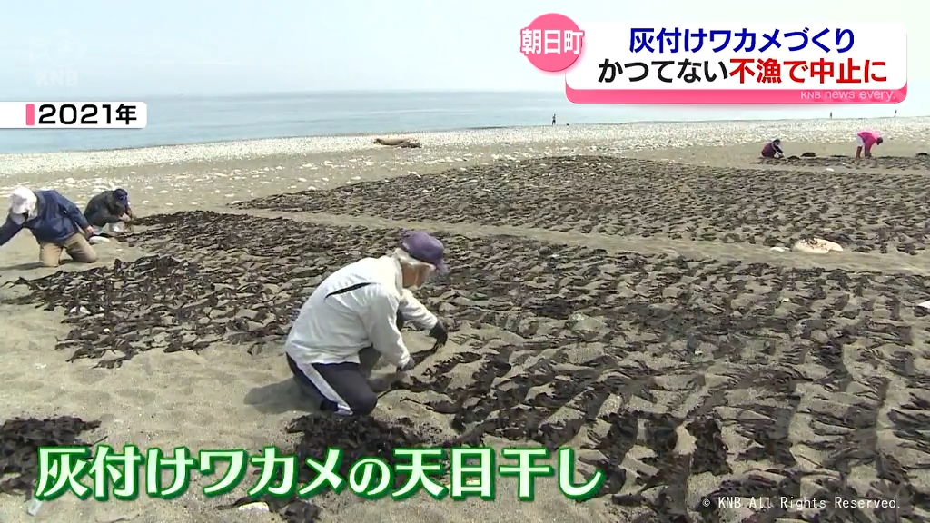 ワカメ321 灰付けワカメ作り 不漁で初めて中止 朝日町宮崎地区（2024年5月13日