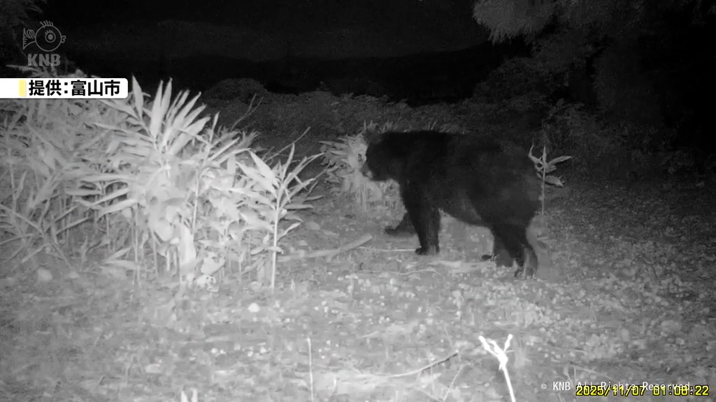 富山県内で目撃相次ぐ 2か所のAIカメラでクマとらえる（2025年11月6日