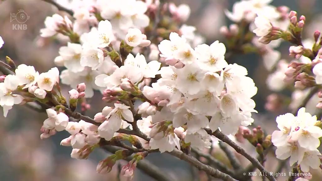 富山県内は穏やかな天気に　富山市松川べりのサクラ咲き進む