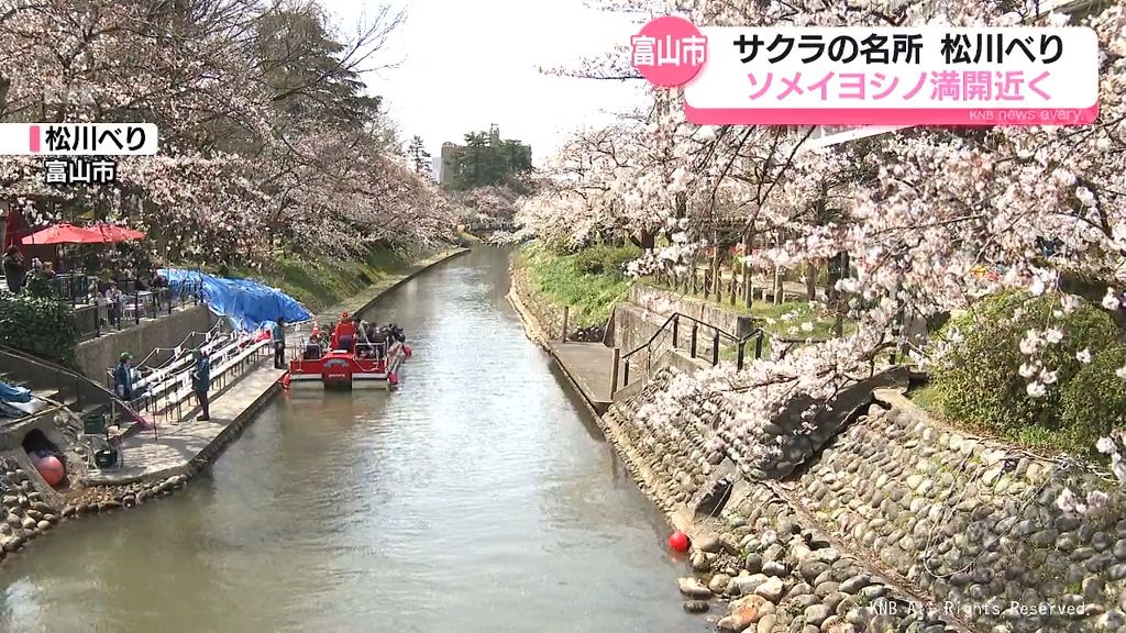 富山市の松川べりソメイヨシノ　満開近し