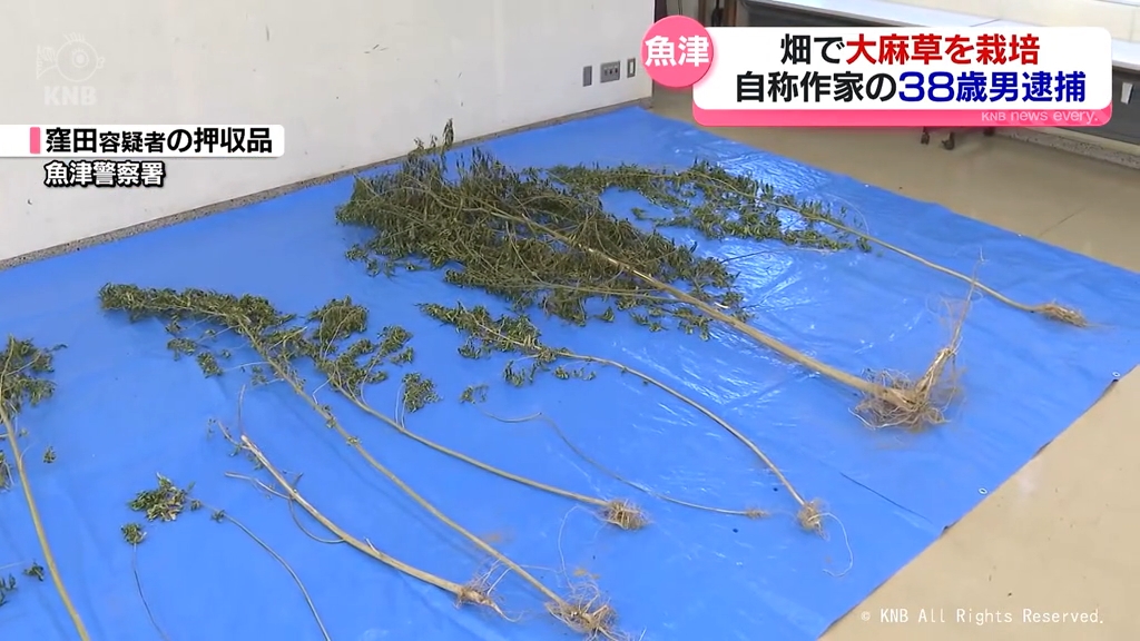 畑で大麻草を栽培　自称作家の38歳男を逮捕　魚津