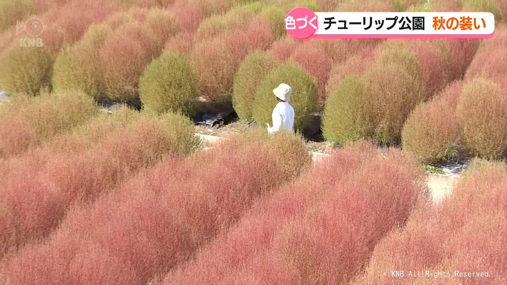 もこもこコキア　色づき秋の装いに　チューリップ公園の大花壇　砺波市