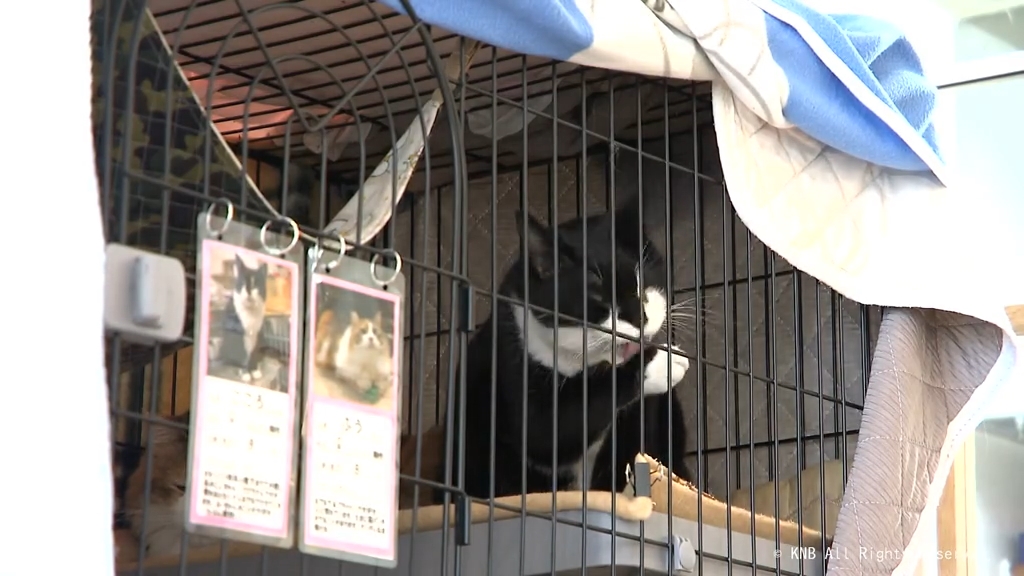 きょうは「猫の日」火事被害を受けた施設のネコ 譲渡会開かれる（2026