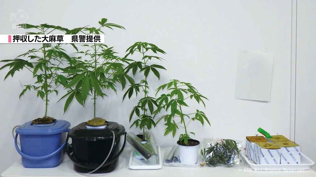 富山市の男2人　大麻草栽培疑いで逮捕
