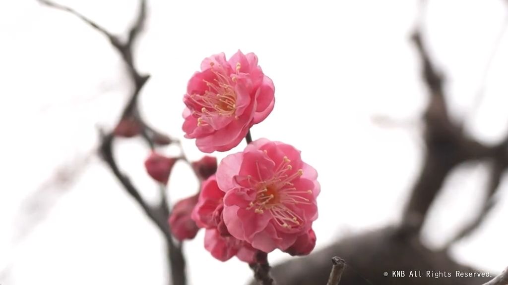 早咲きのウメ「八重寒紅」　五分咲きに　富山市内山邸