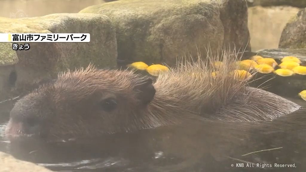 きょう冬至　カピバラはゆず湯を満喫　富山市ファミリーパーク