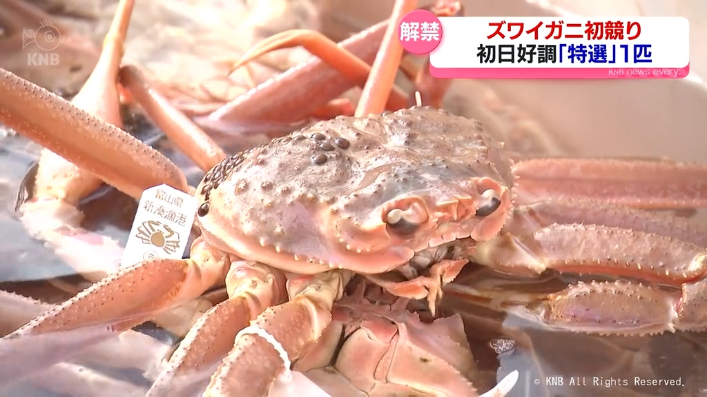 ズワイガニ漁解禁 新湊漁港で初競り 初日は好調「特選」も（2025年11月