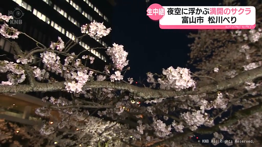 中継】夜空に浮かぶ満開のサクラ 富山市の松川べり（2026年4月2日掲載