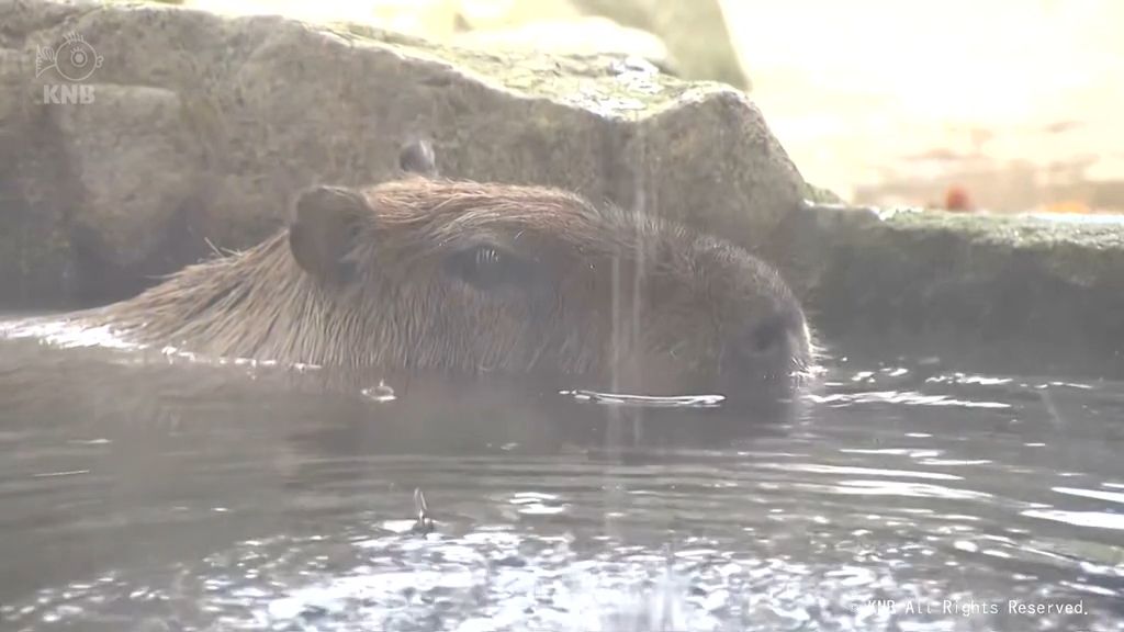 いい湯だな　カピバラの湯でほっこり　富山市ファミリーパーク