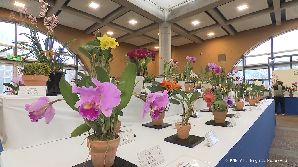 色とりどり個性豊かな 北陸最大級「富山県蘭まつり大会」 県中央植物園