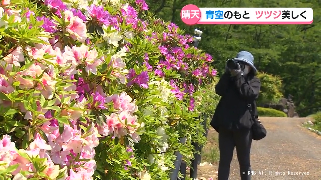 ツツジきれい。きょう最高の日や」色鮮やかに咲き誇る 高岡市水道