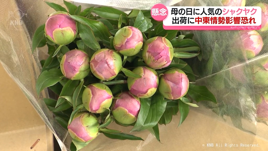 富山市で特産シャクヤク出荷 中東情勢の影響不安も（2026年4月29日掲載