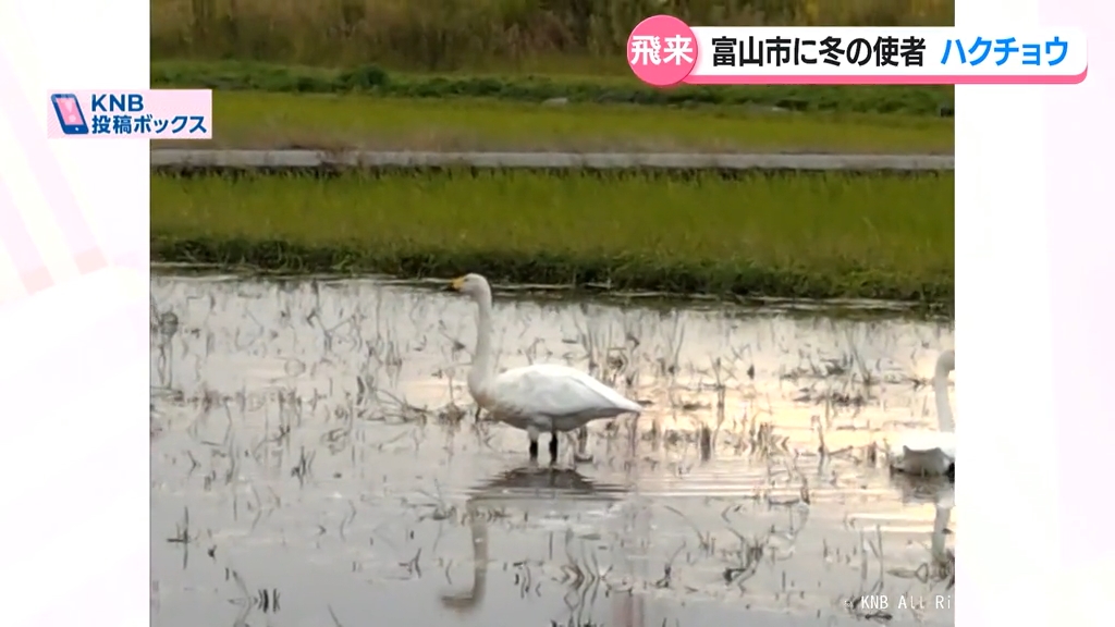 冬の使者ハクチョウ富山市に飛来　肌寒い県内　あすは再び秋晴れ