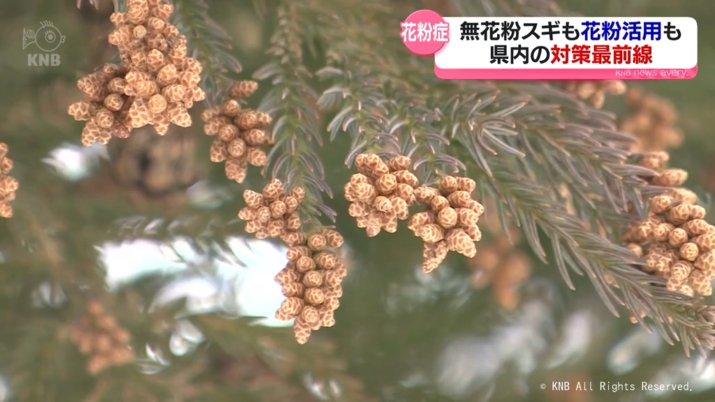 無花粉スギの富山でも…花粉症対策に新しい希望 舌下免疫療法（2025年4