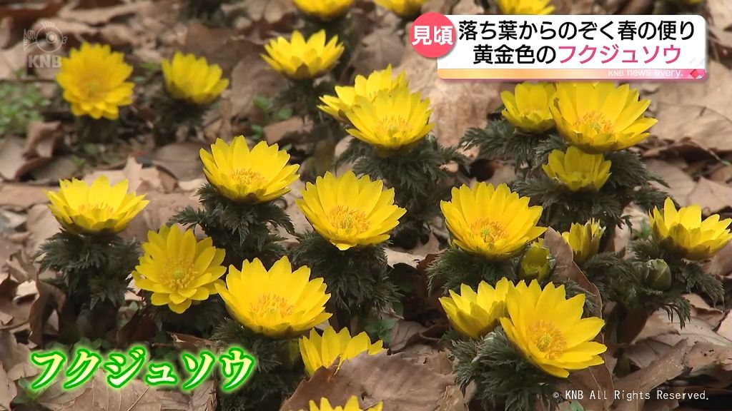 二十四節気「雨水」　春の訪れ告げるフクジュソウ見頃　富山県中央植物園