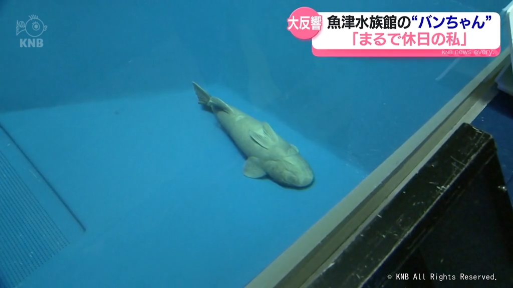 SNSで大バズリ 魚津水族館の「バンちゃん」 どんな魚？（2025年7月2
