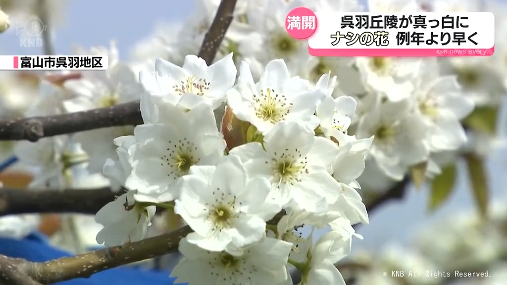 真っ白いじゅうたんのよう… ナシの花満開 富山市呉羽地区（2026年4月14