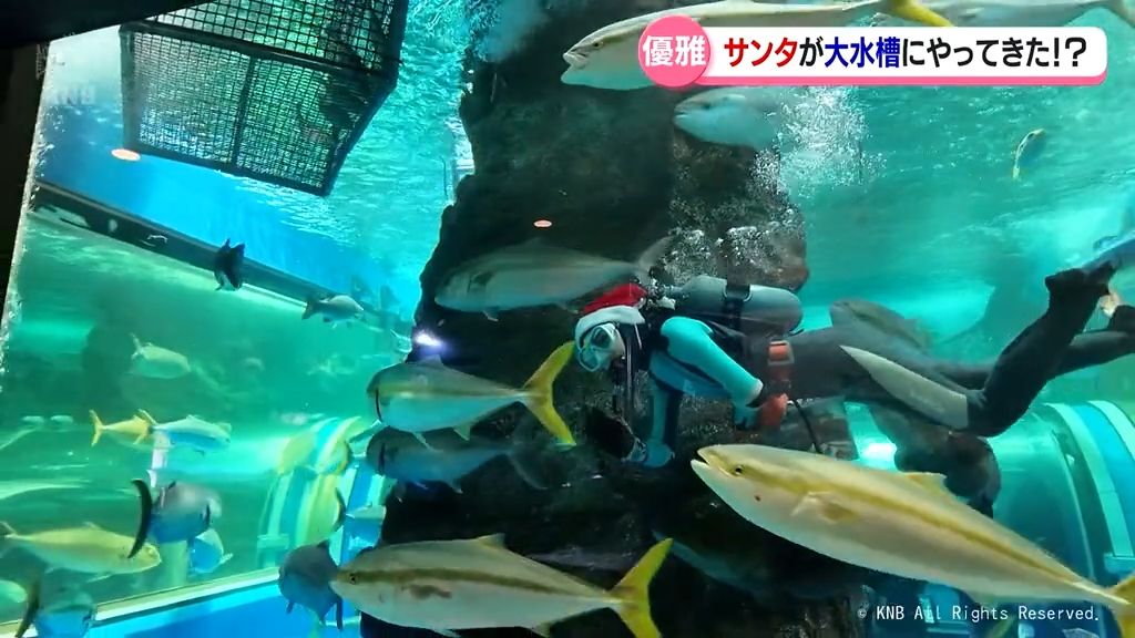 「サンタ」が大水槽にやってきた！？　魚津水族館