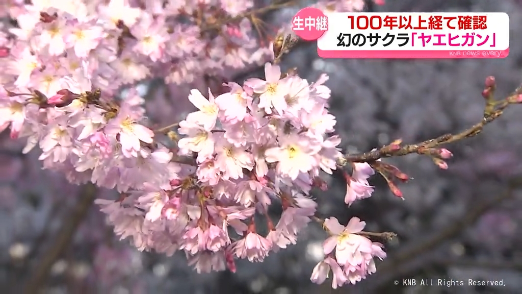 中継】富岩運河環水公園 幻の「ヤエヒガン」 富山市（2025年4月7日掲載