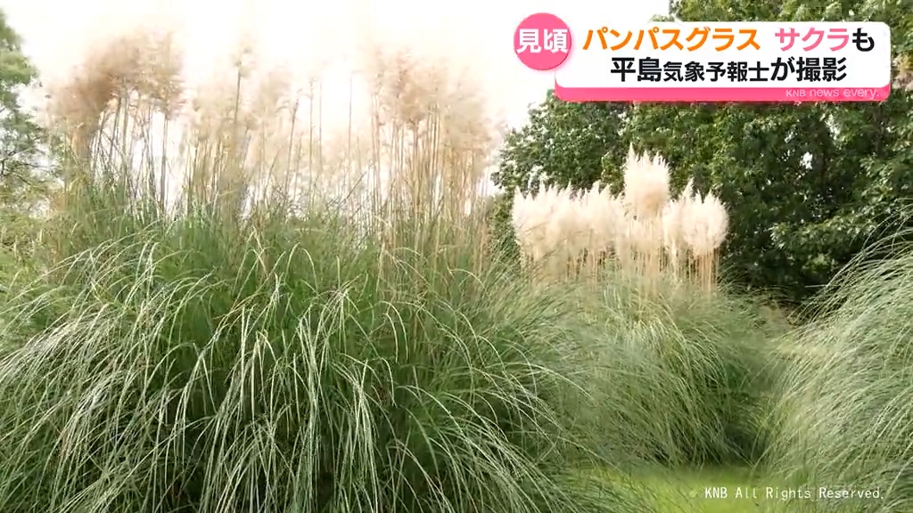 秋告げるパンパスグラスが見頃　二季咲きのサクラも咲く　県中央植物園　大型連休中の台風の影響は？