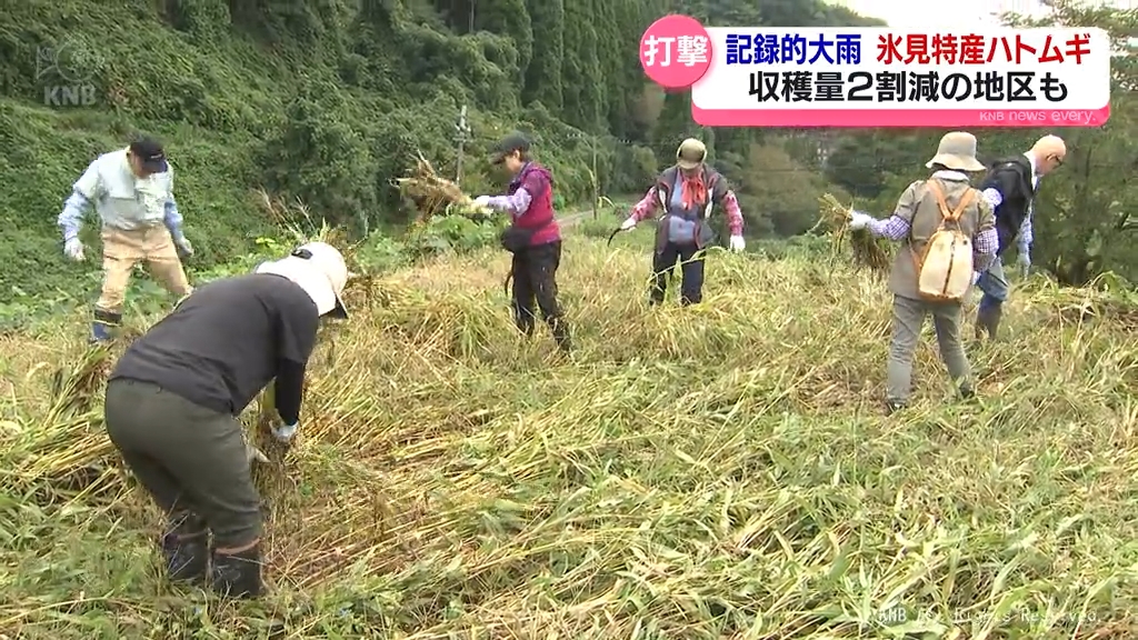 記録的大雨で氷見特産ハトムギにも影響　収穫量２割減の地区も