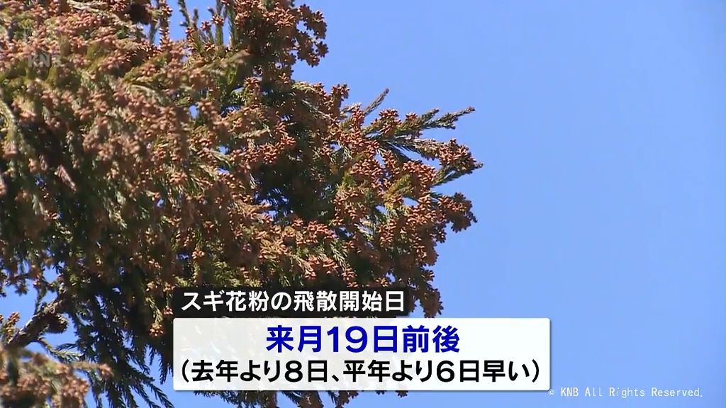 2024年のスギ花粉飛散開始　２月１９日前後と予想　富山県森林研究所