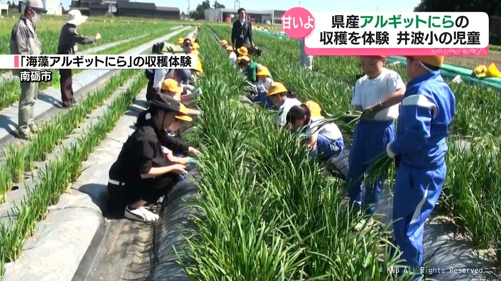 小学生が富山県産「アルギットにら」を収穫　南砺市