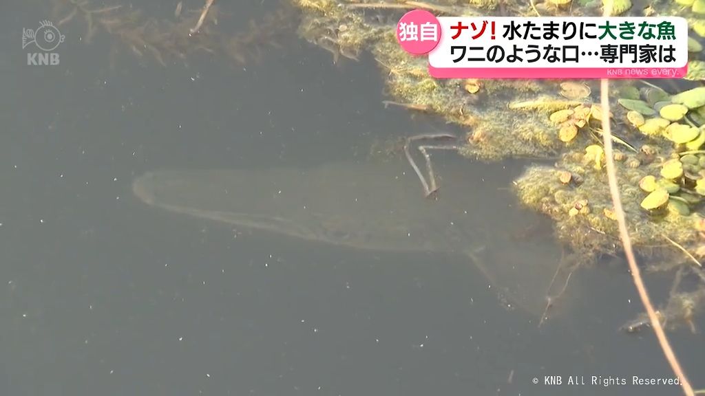 なぜそこにいる？富山市内の水たまりに　特定外来生物「アリゲーターガー」らしき魚