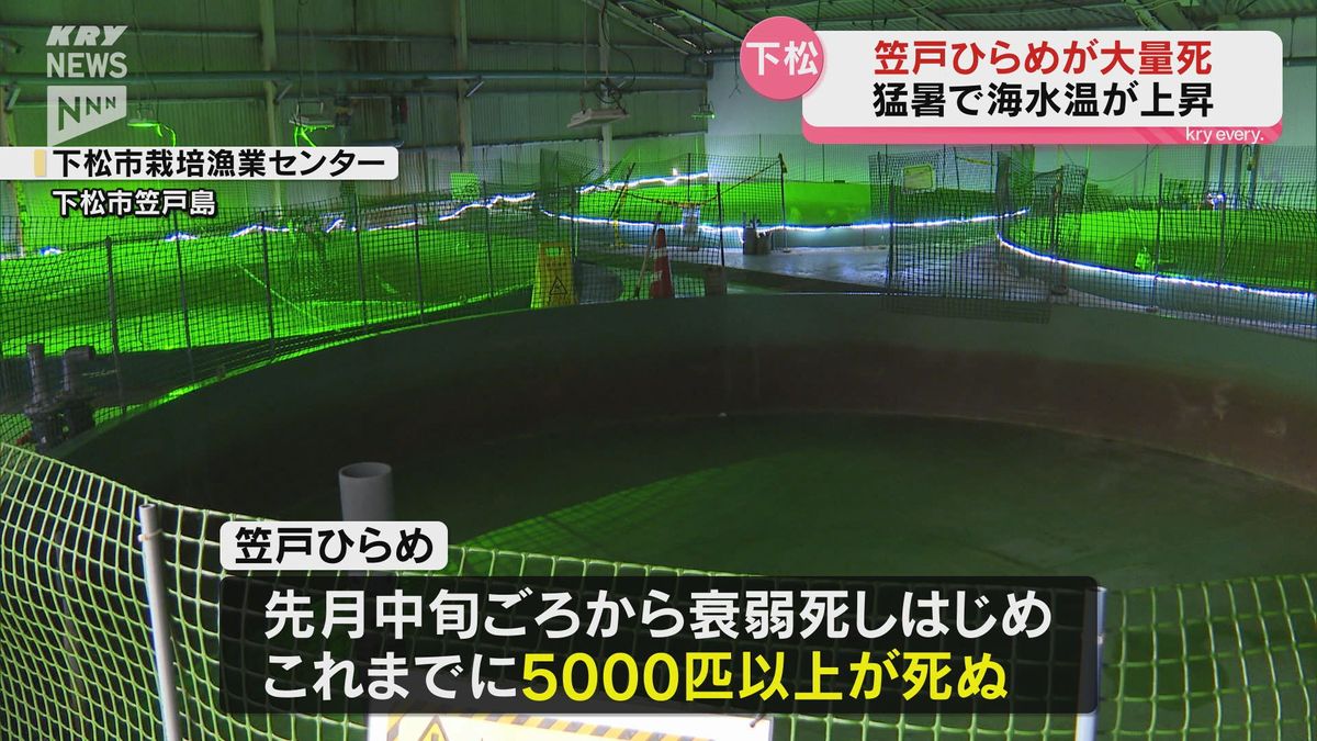 下松市笠戸島の特産品「笠戸ひらめ」が夏場の猛暑などの影響で出荷直前に大量に衰弱死「大変ショック」