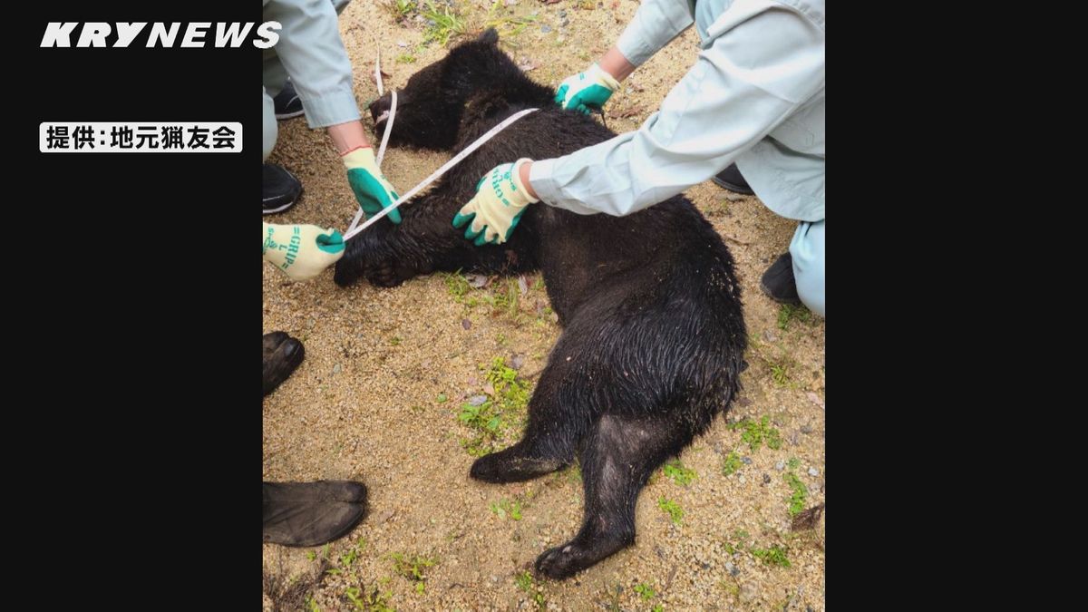 クマ1頭を捕獲…痕跡確認や目撃情報相次ぐ岩国市美和町 クマはその後、殺処分に
