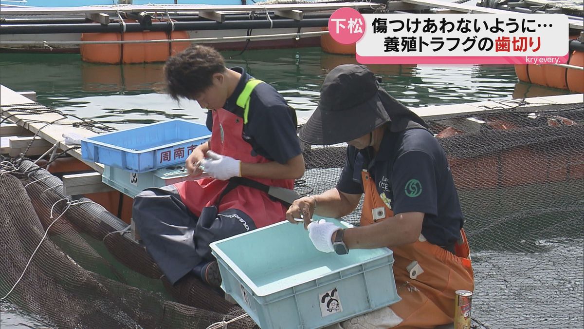 フグが傷つけあわないように…養殖トラフグの「歯切り」～下松・笠戸島～