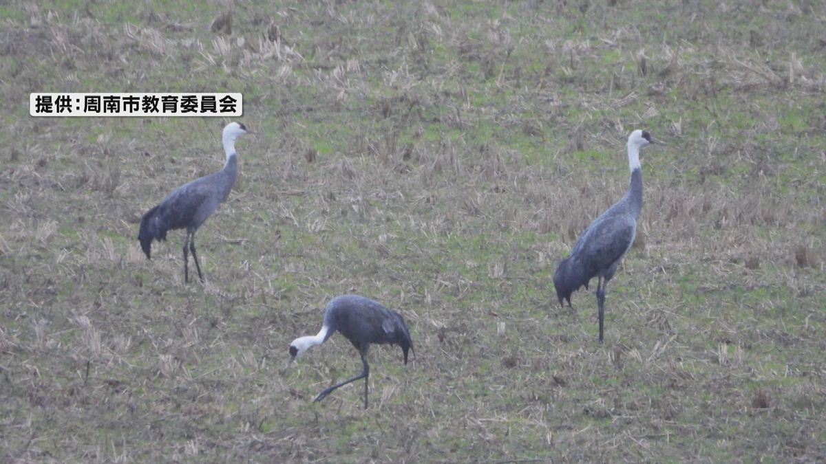 3羽のナベヅルが飛来！現在の飛来数は7羽…本州唯一のナベヅルの越冬地・八代盆地