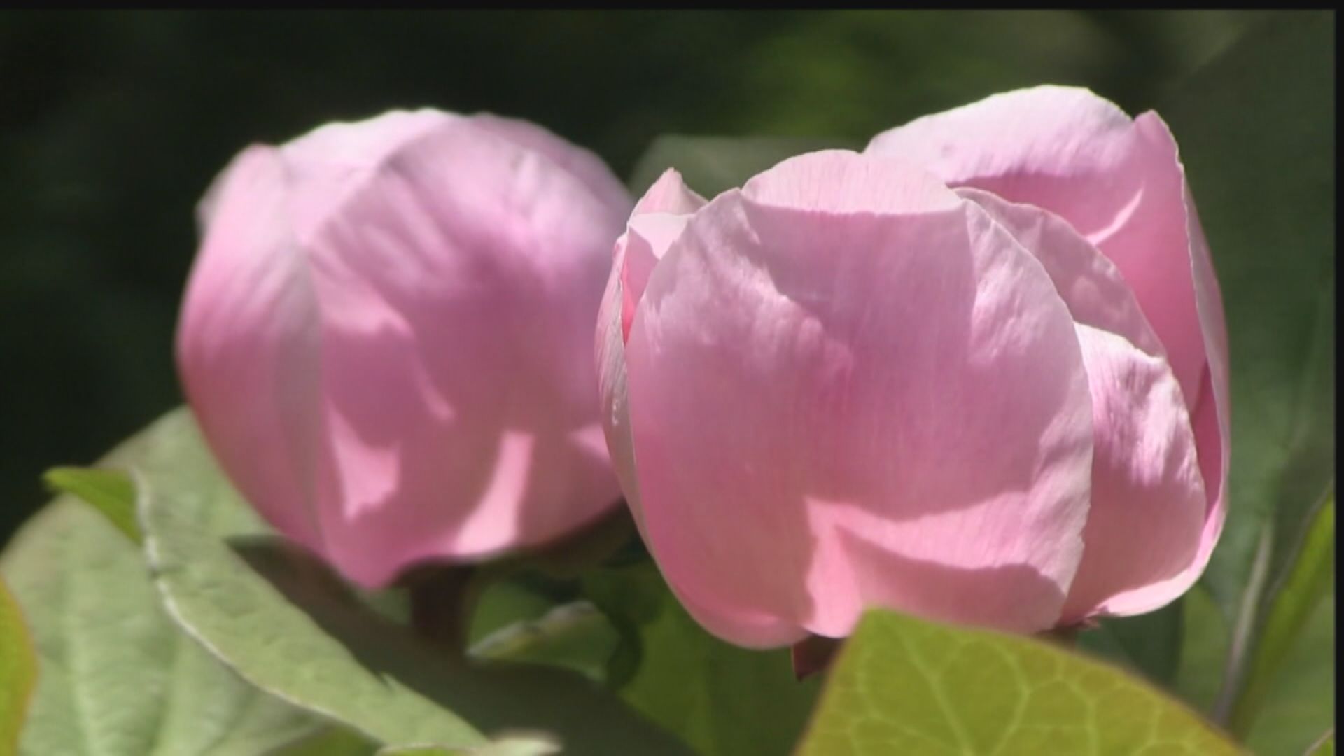 ガンと闘いながら貴重な山野草ベニバナヤマシャクヤクを守る夫婦…花を