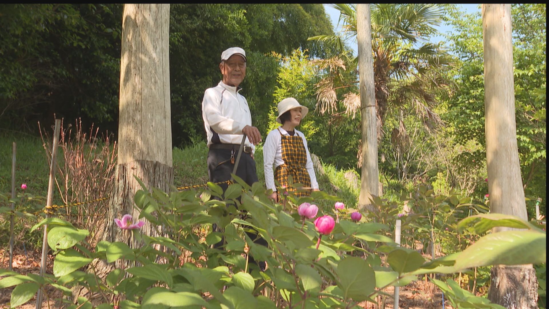 ガンと闘いながら貴重な山野草ベニバナヤマシャクヤクを守る夫婦…花を