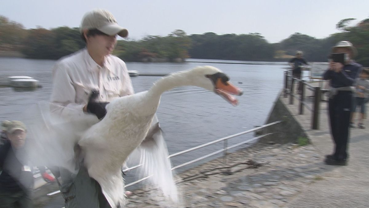 ときわ公園のハクチョウ７羽が引っ越し…鳥インフルエンザ対策で屋内施設へ