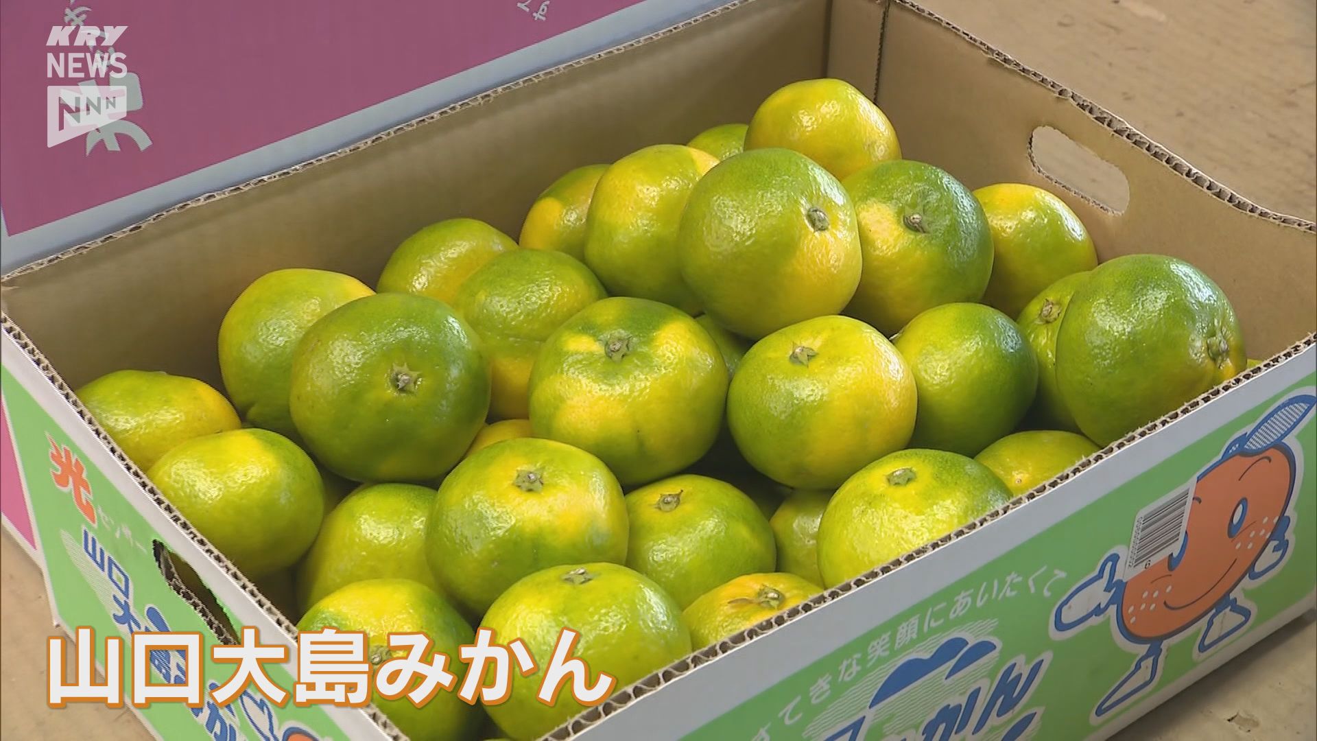 ことしも美味しくできました！「山口大島みかん」の出荷はじまる（2024