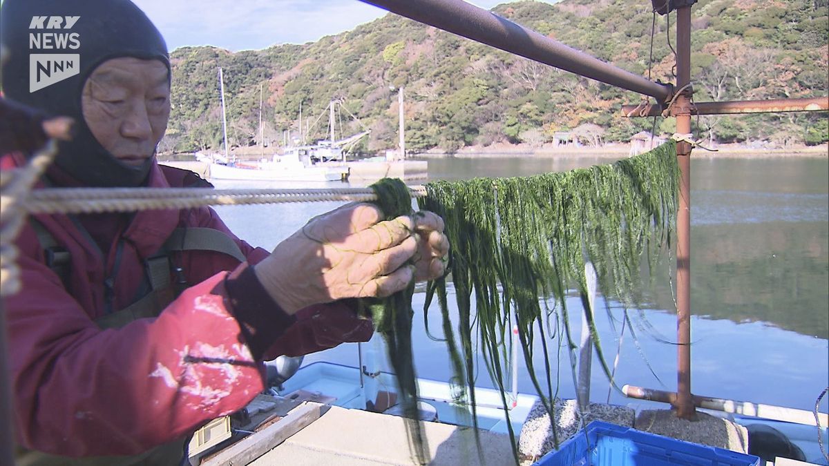 例年より数か月早く…　下関市豊北町の粟野川でアオノリ漁