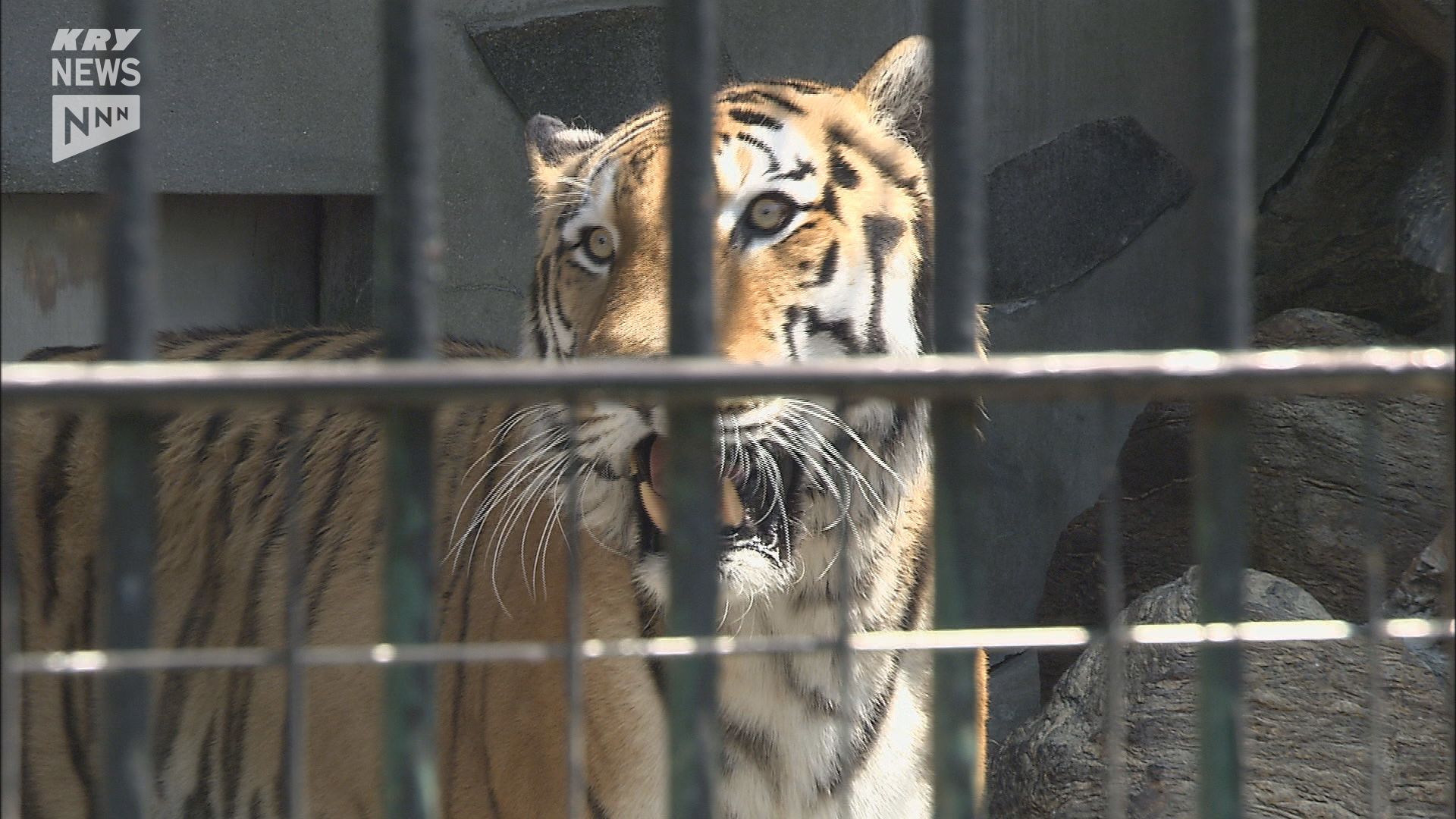 風格と威厳 子猫のような好奇心も」徳山動物園のアムールトラのケン18歳で死ぬ （2024年5月26日掲載）｜KRY NEWS NNN