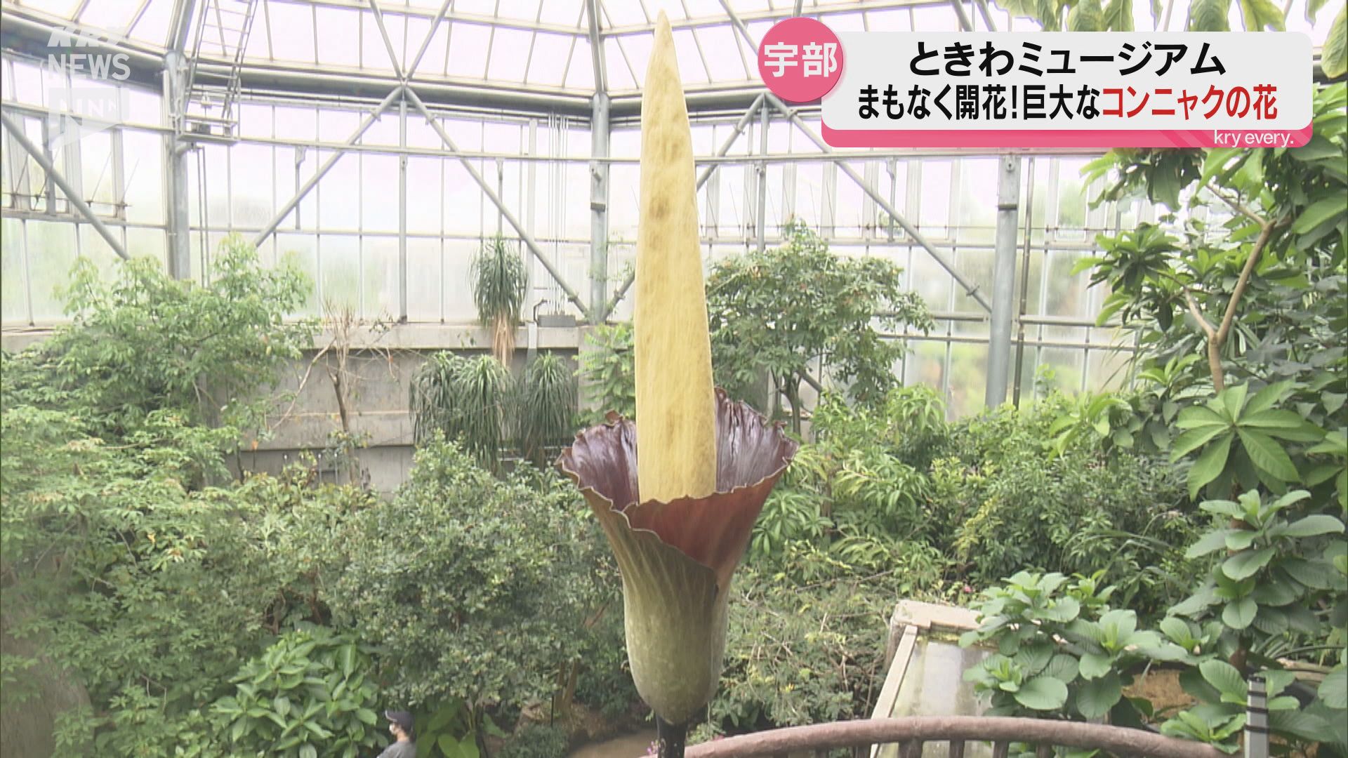 アモルフォファルス・デカス・シルヴァエ」巨大コンニャクの花が