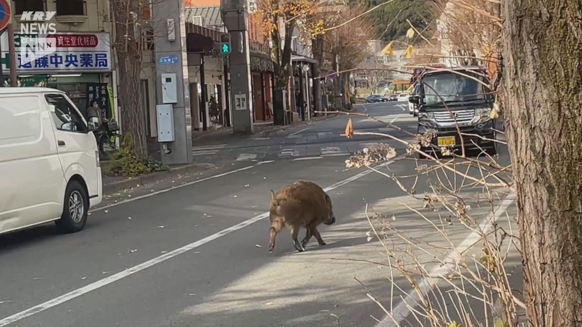 山口市の中心商店街でイノシシ