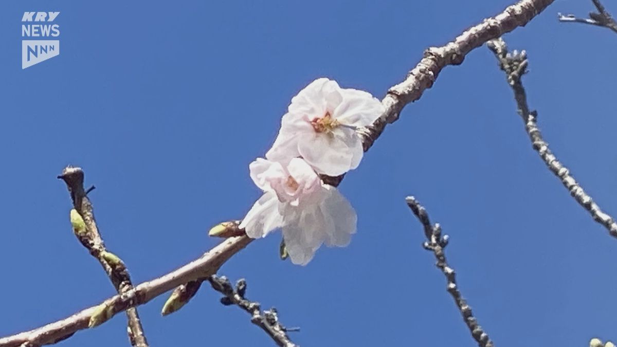 山口 下関気象台がサクラの開花を発表!