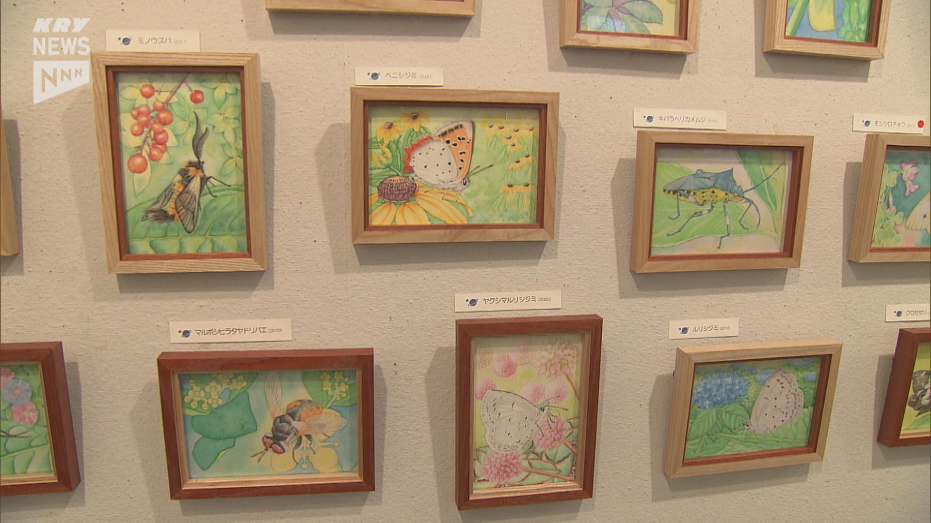 昆虫の魅力を伝えたい…山口市で昆虫画家 山下稔哉さんの作品展はじまる